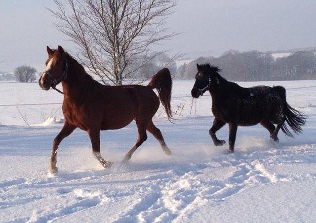 DSP Amalie billede 3