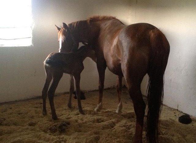 DSP Amalie billede 4