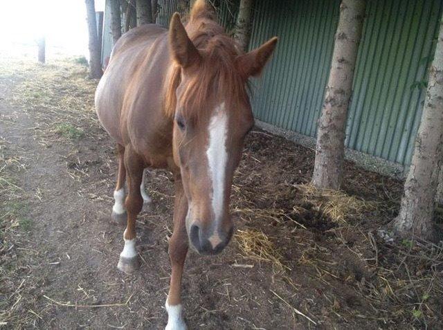 DSP Amalie billede 5