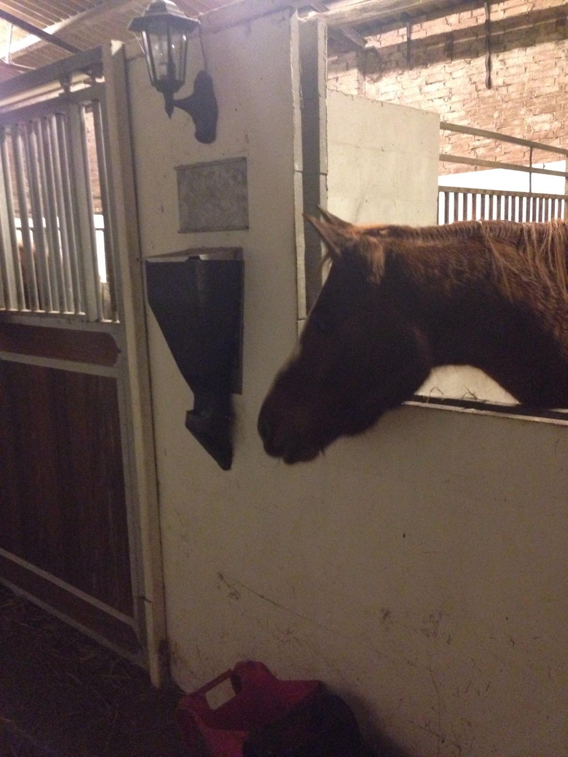 DSP Amalie billede 6