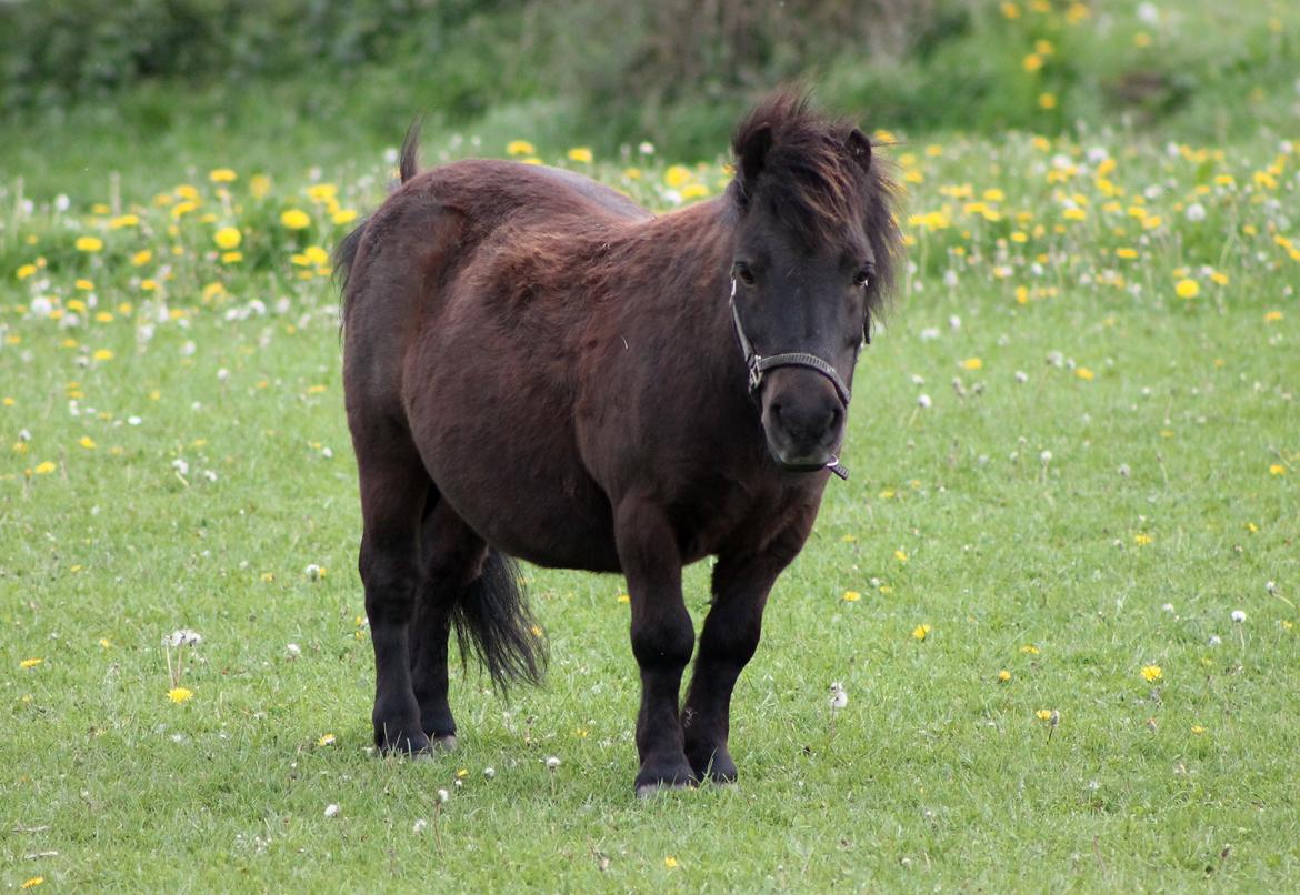 Shetlænder Charlie [RKRR] billede 15