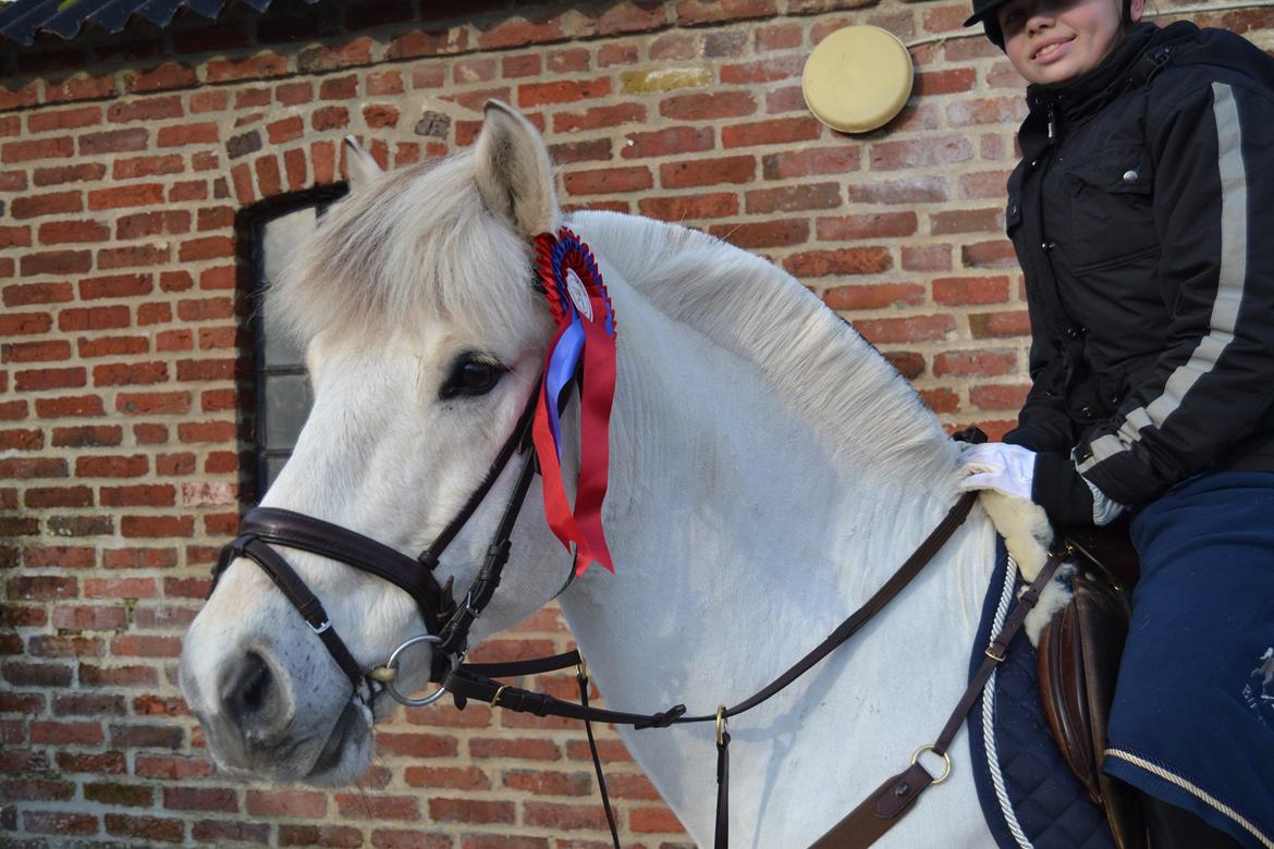 Fjordhest Lyngholms Arcon - vores første stævne sammen, han vandt en rosette til mig<33 billede 24