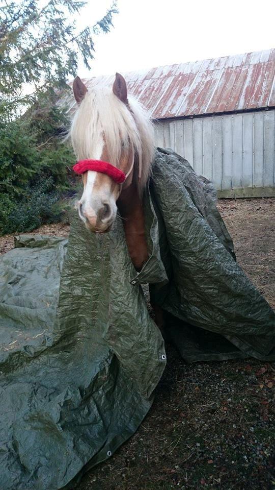 Haflinger Nyrups stjerne. (Walle) billede 6