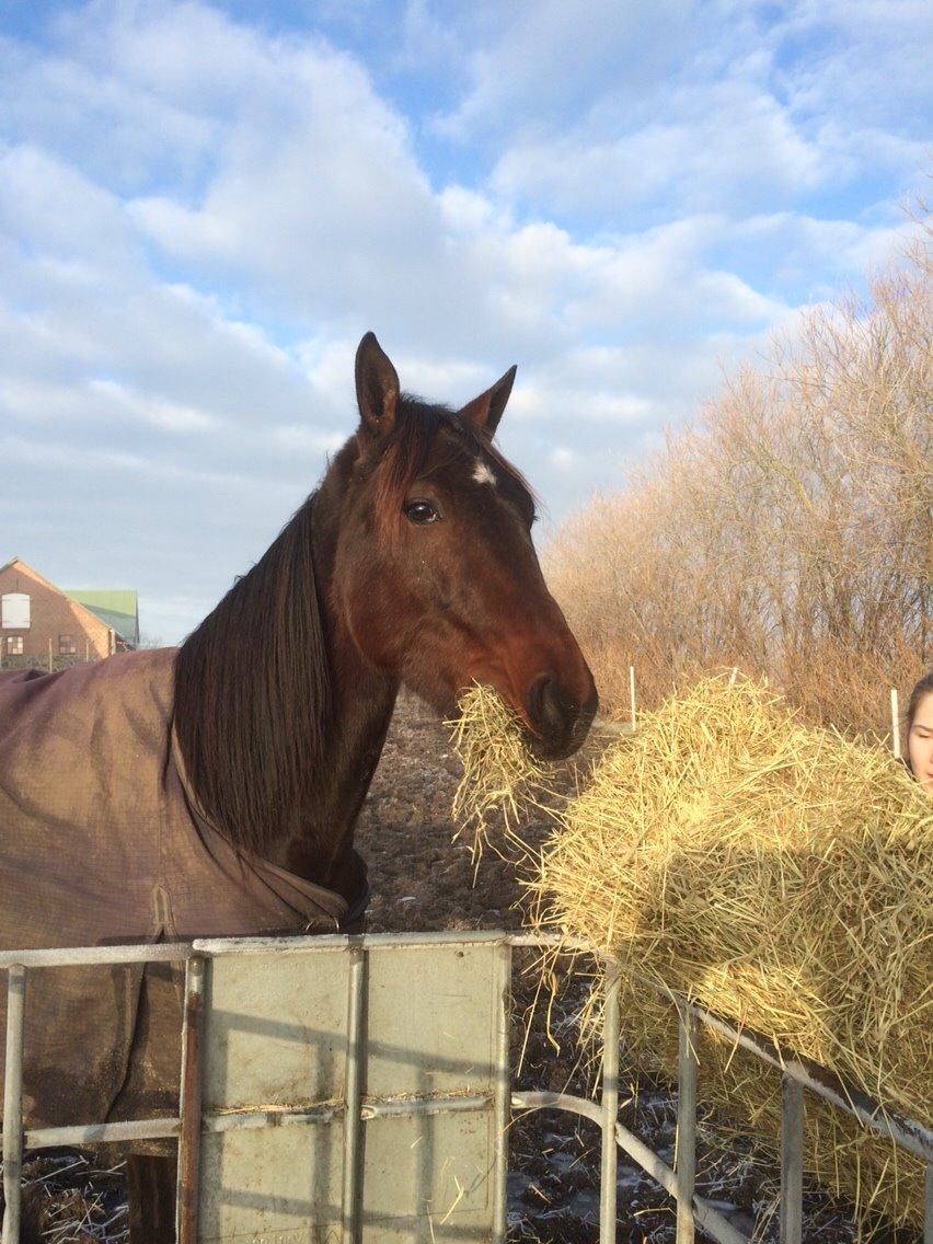 Traver Trussetyven billede 1