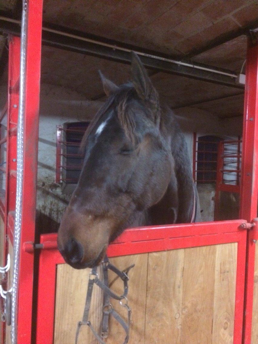 Traver Trussetyven billede 2