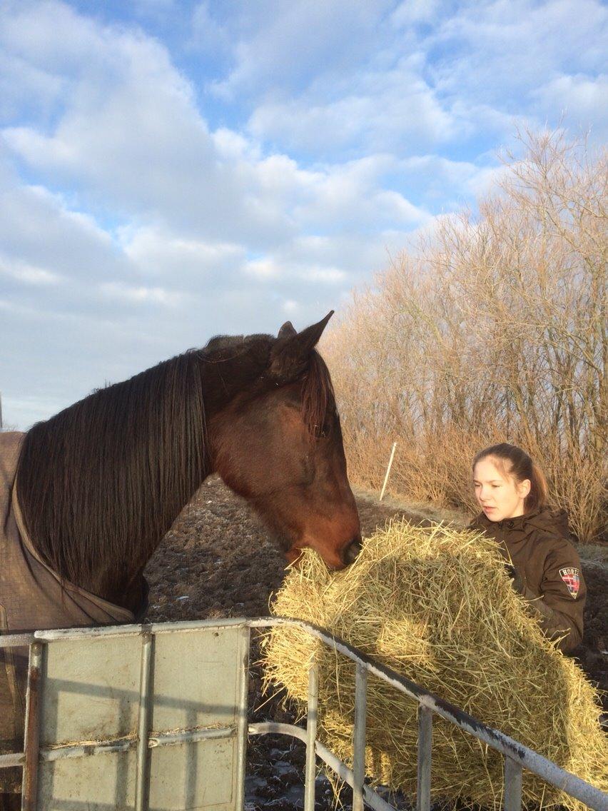 Traver Trussetyven billede 5