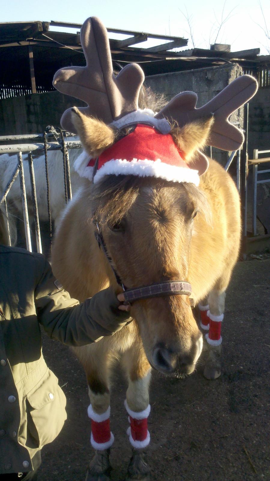 Anden særlig race Kronborggårdens Condolezza<3 - Ho ho ho glædelig jul billede 16