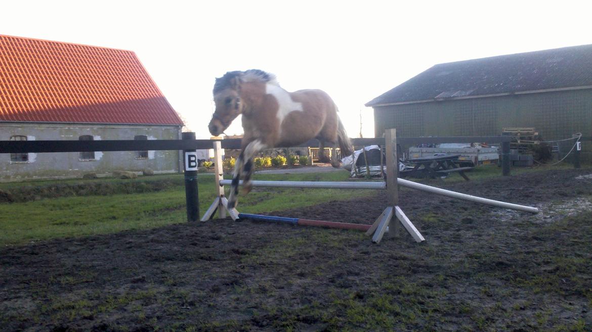 Anden særlig race Kronborggårdens Condolezza<3 - Så skal der springes 50cm billede 10