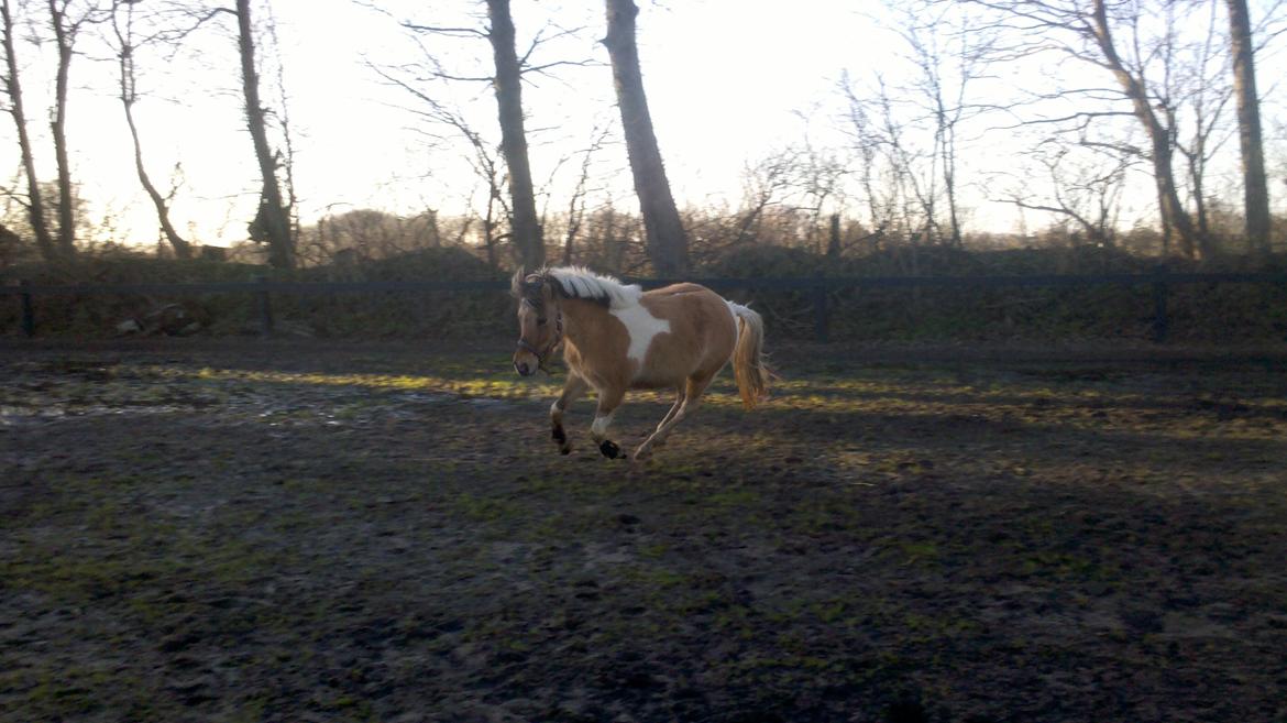 Anden særlig race Kronborggårdens Condolezza<3 - Kondi på banen billede 17