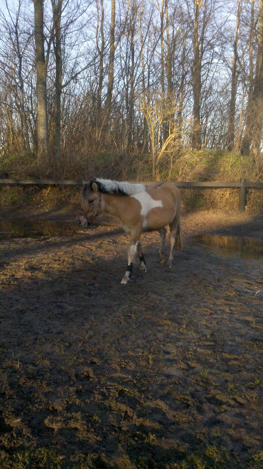 Anden særlig race Kronborggårdens Condolezza<3 - Smukke Kondi billede 14