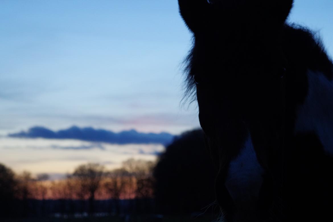 Pinto /Islænder   Futte - Feb. 2015 billede 6