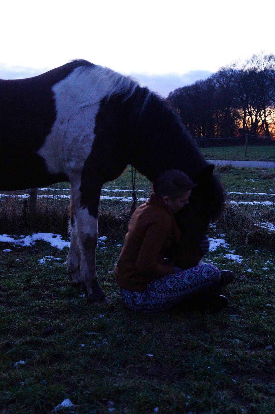 Pinto /Islænder   Futte - Feb 2015 billede 8