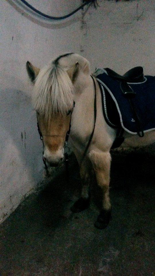 Fjordhest Bjergvangs Flicka Eywa - Efter vi havde været nede og ride lidt :-) billede 12