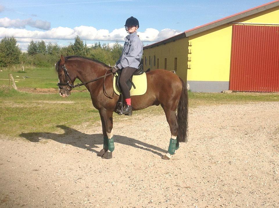 DSP Kalido Wales - første gang jeg red ham hjemme billede 2