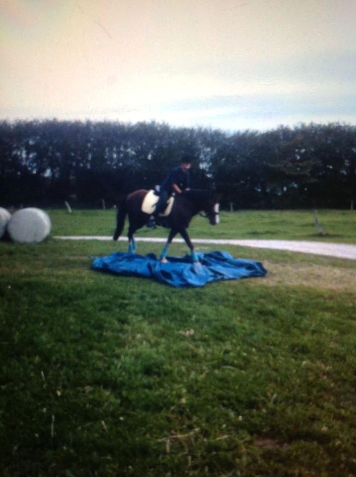 DSP Kalido Wales - Det kan godt være at han er bange for mange ting, men til sidst gøre han hvad man siger. billede 4