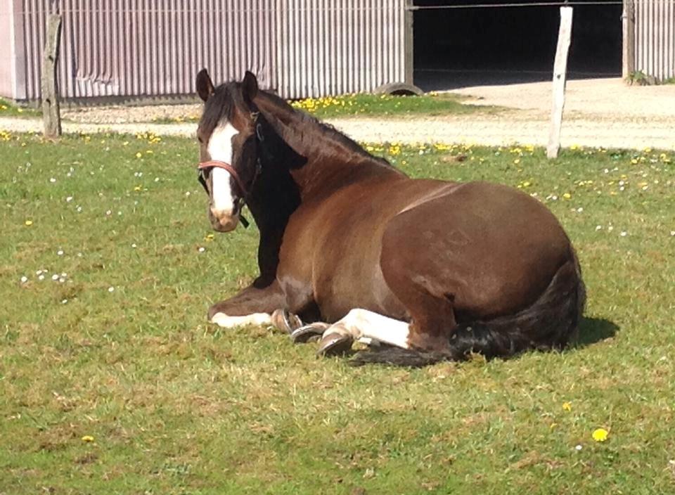 DSP Kalido Wales billede 8