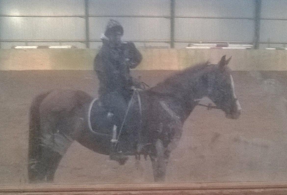 Arabisk fuldblod (OX) Itaya El Shaklan - D. 31 Januar 2015 - 6 gang med rytter. billede 45