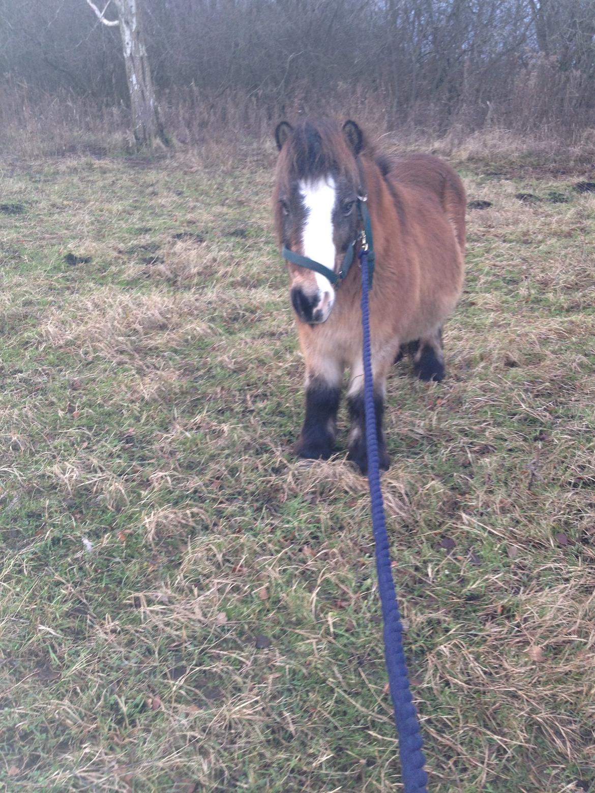 Shetlænder Mister [sød lille pony] billede 2