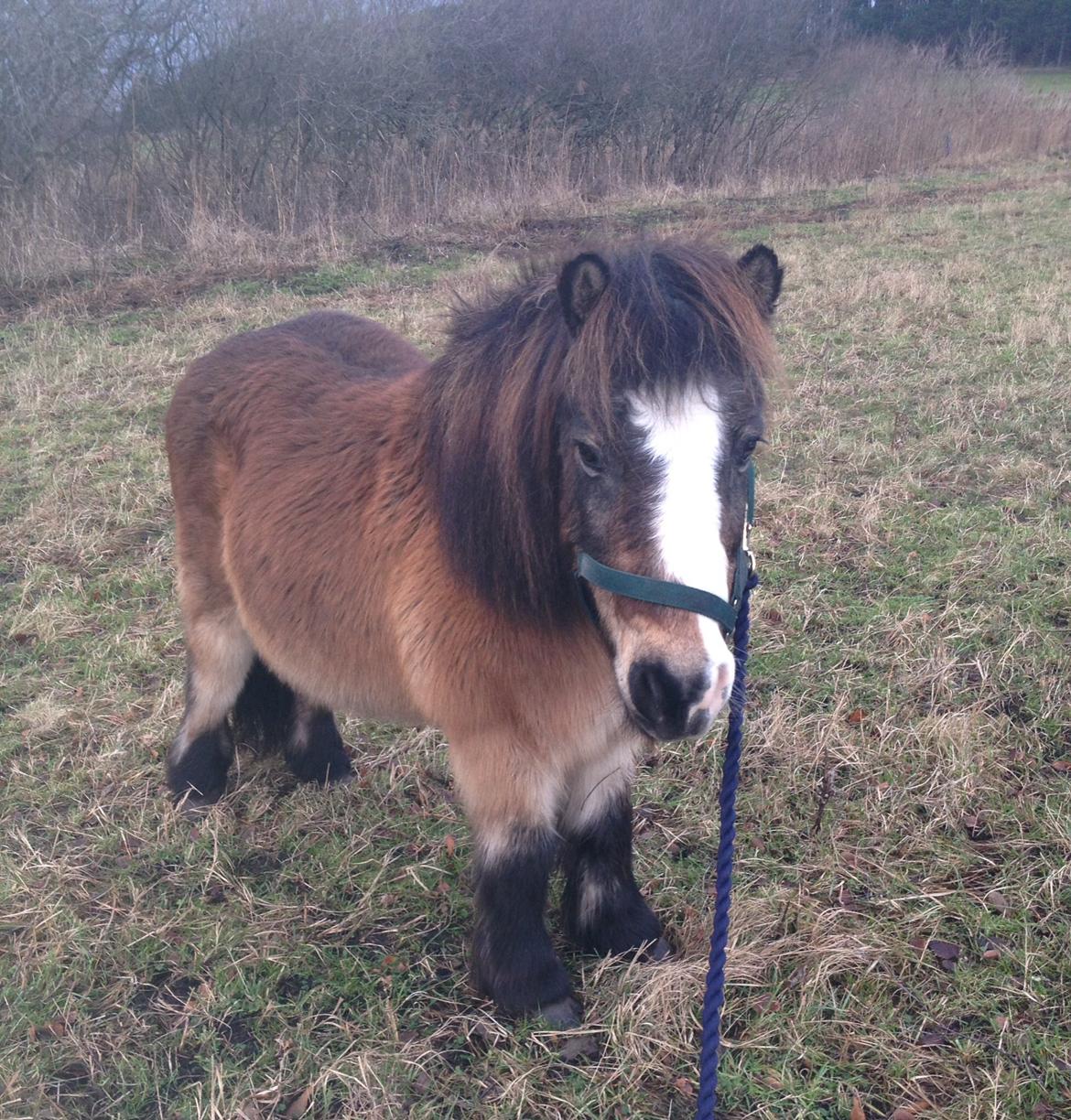 Shetlænder Mister [sød lille pony] billede 1