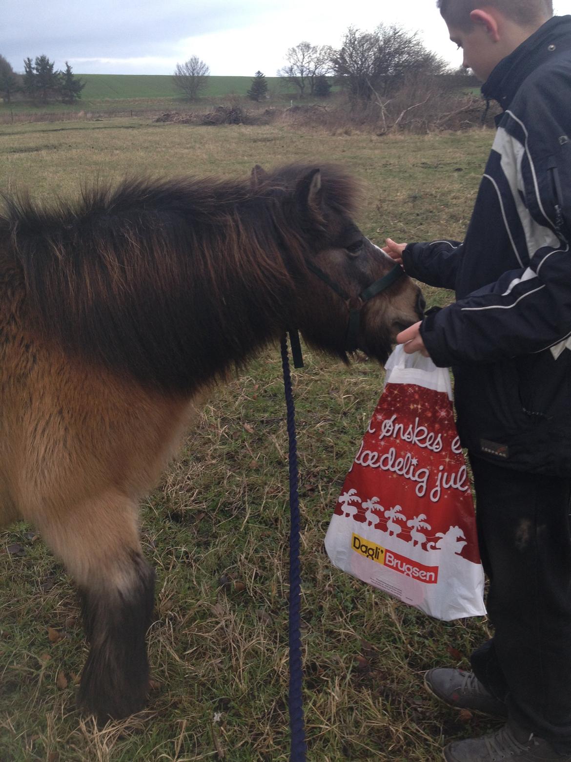 Shetlænder Mister [sød lille pony] billede 3