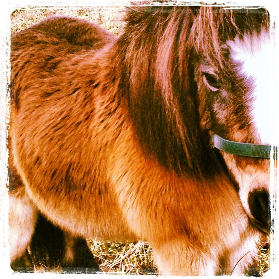 Shetlænder Mister [sød lille pony] billede 4