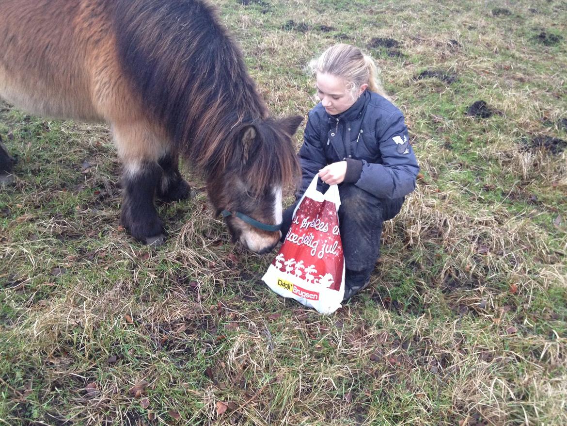 Shetlænder Mister [sød lille pony] billede 5
