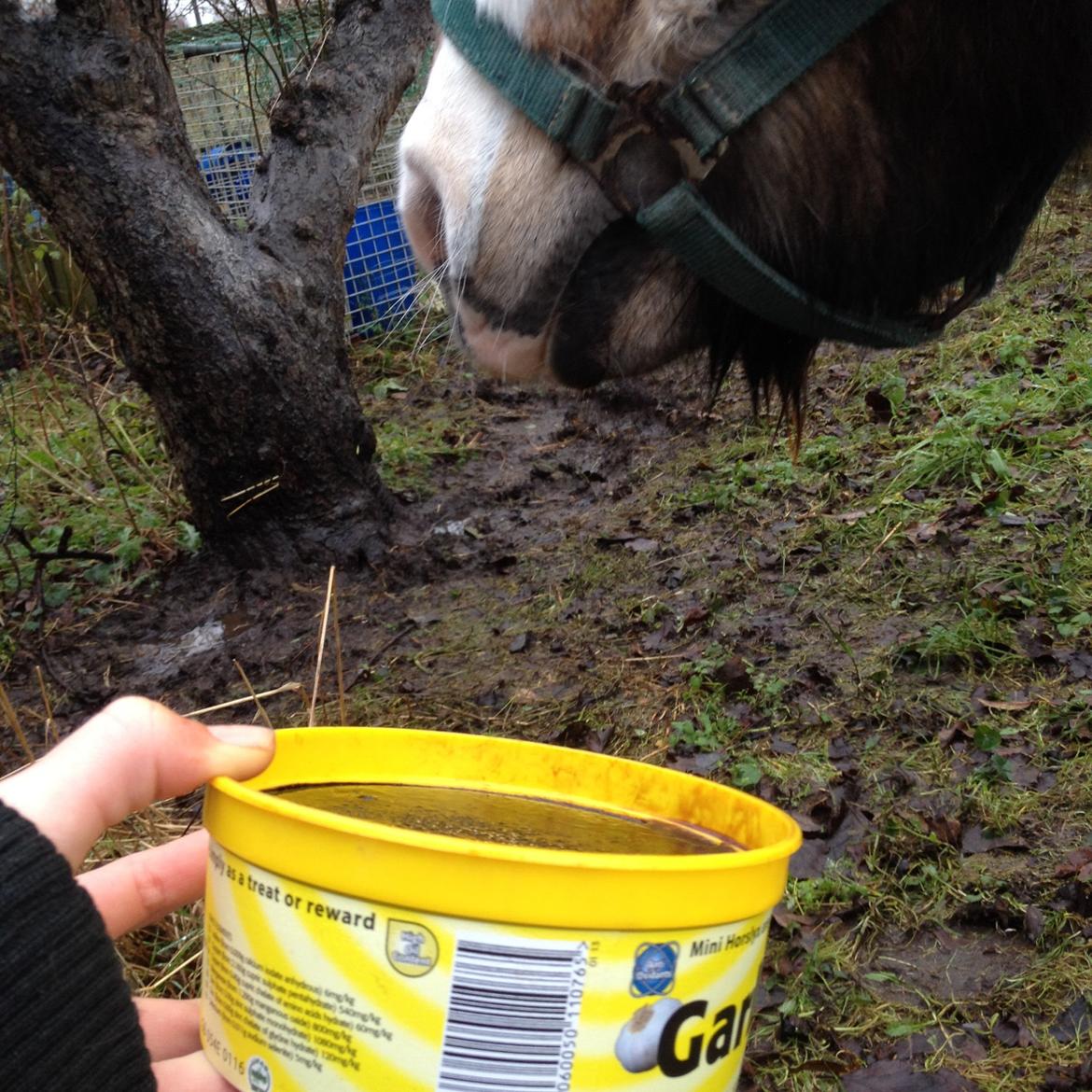 Shetlænder Mister [sød lille pony] billede 6