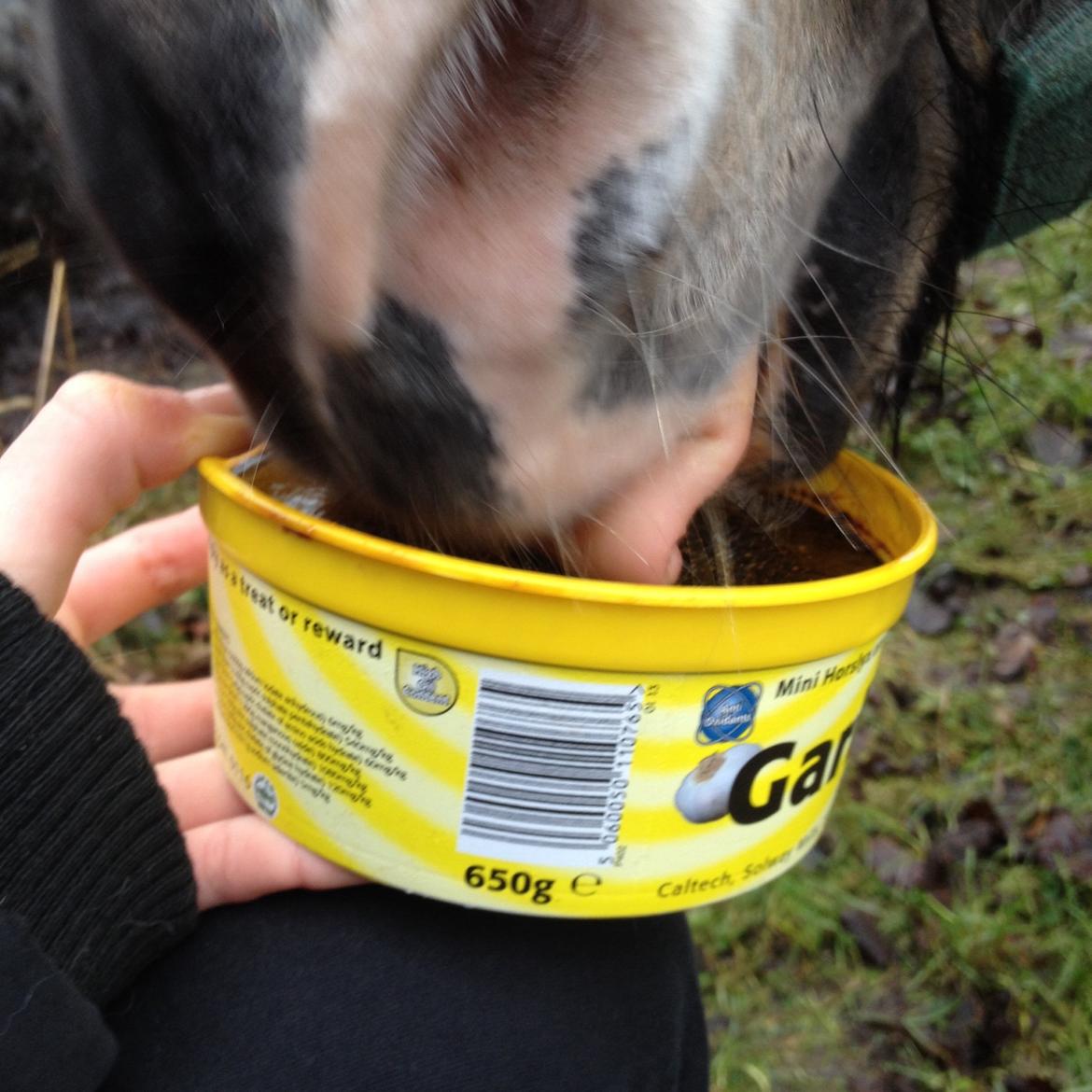 Shetlænder Mister [sød lille pony] billede 7