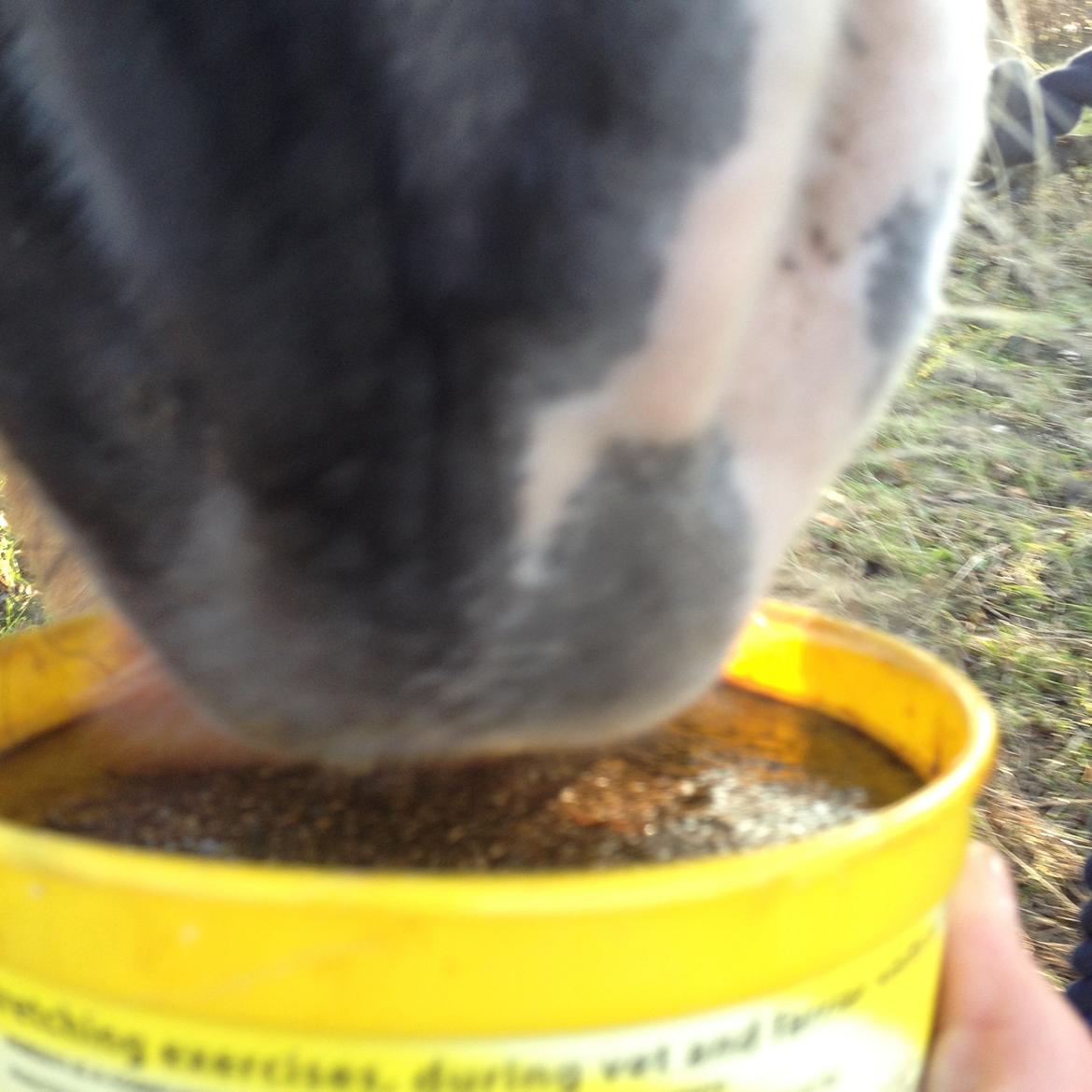 Shetlænder Mister [sød lille pony] billede 8