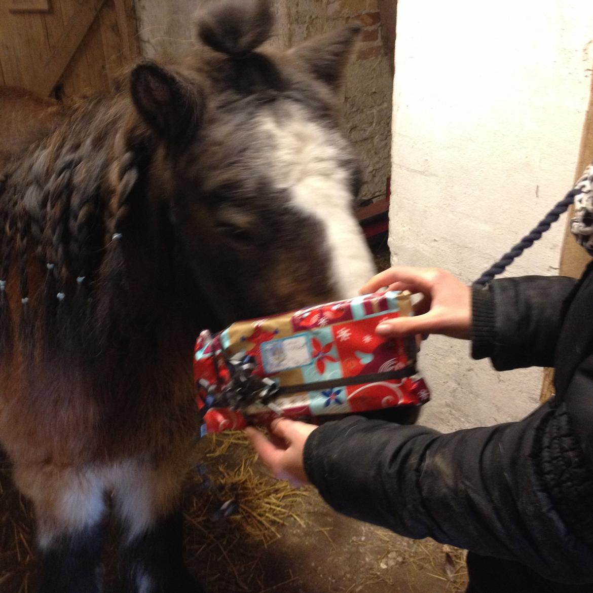 Shetlænder Mister [sød lille pony] billede 9