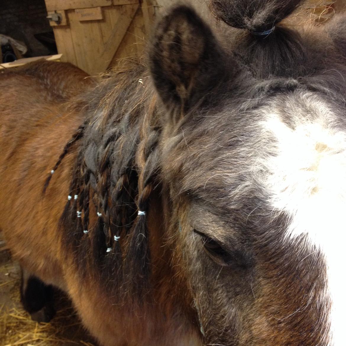 Shetlænder Mister [sød lille pony] billede 10