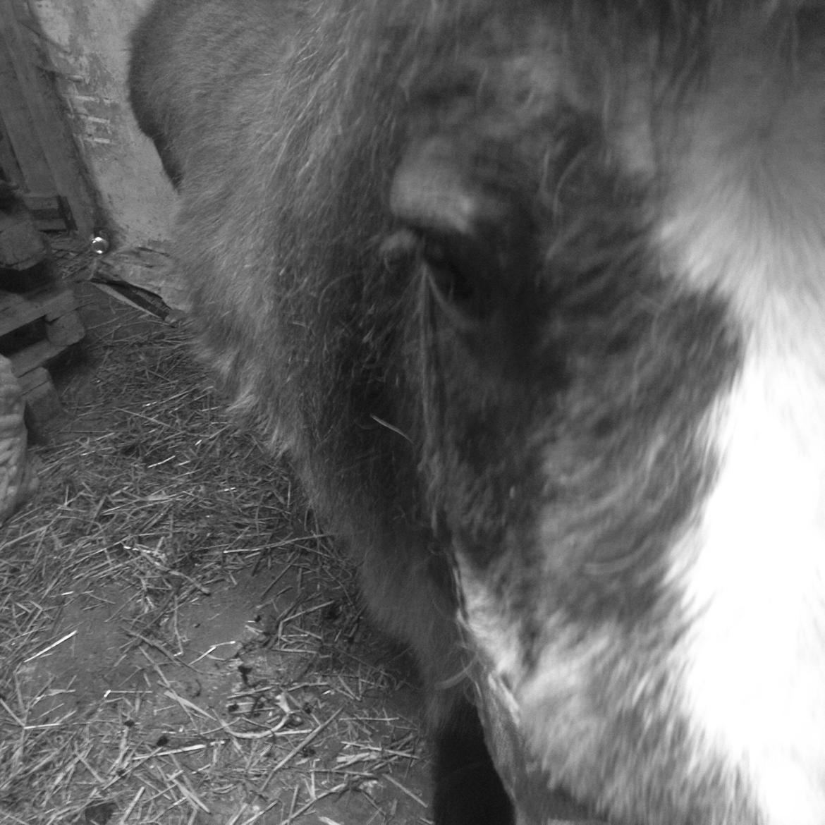 Shetlænder Mister [sød lille pony] billede 11