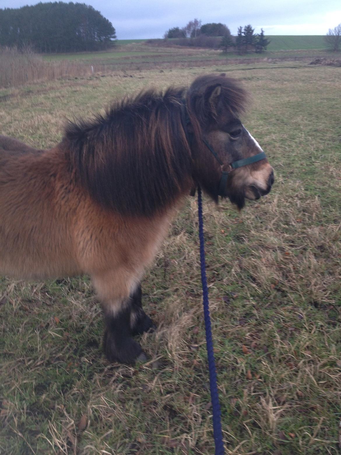 Shetlænder Mister [sød lille pony] billede 12