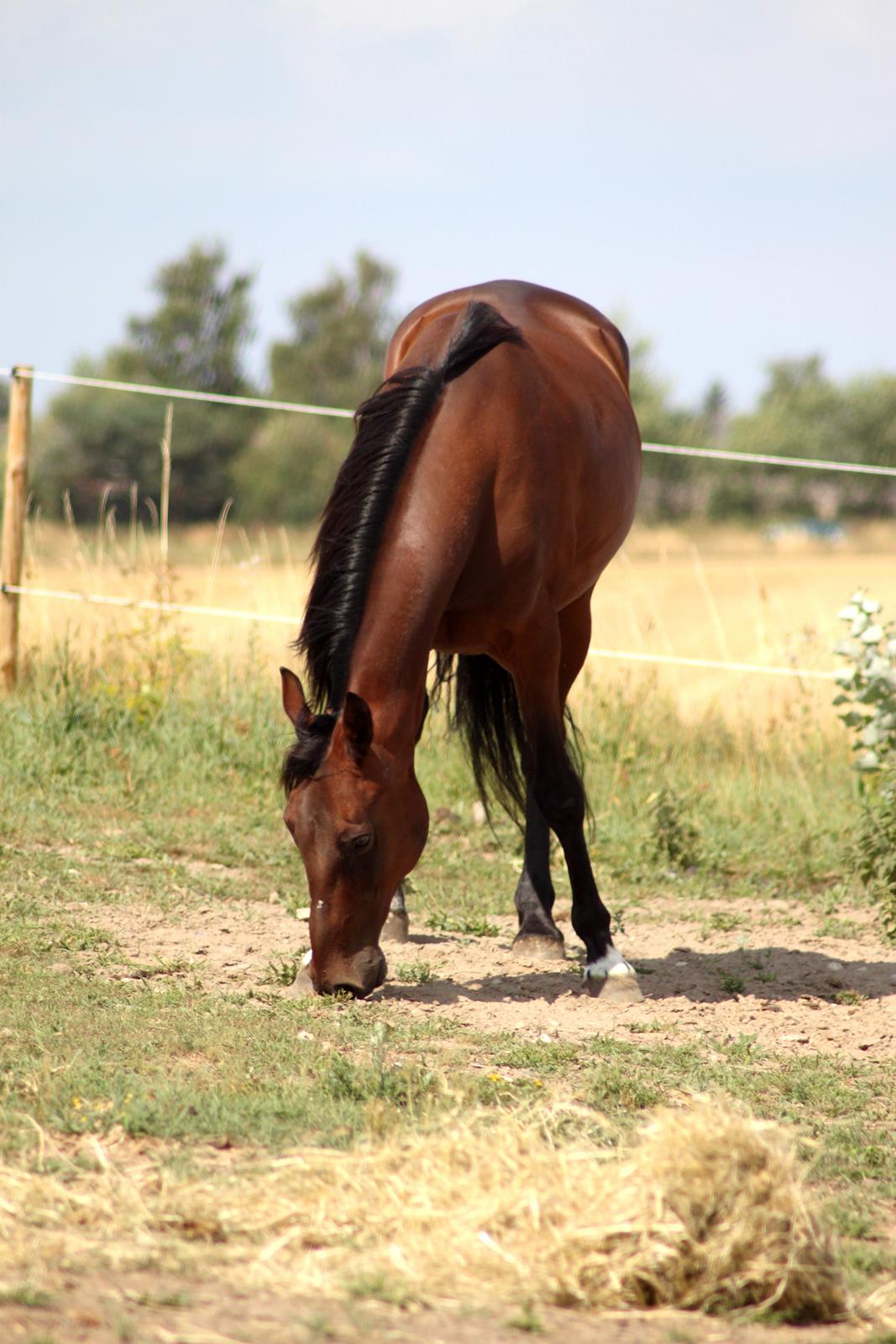 Traver Borlis Alf billede 16