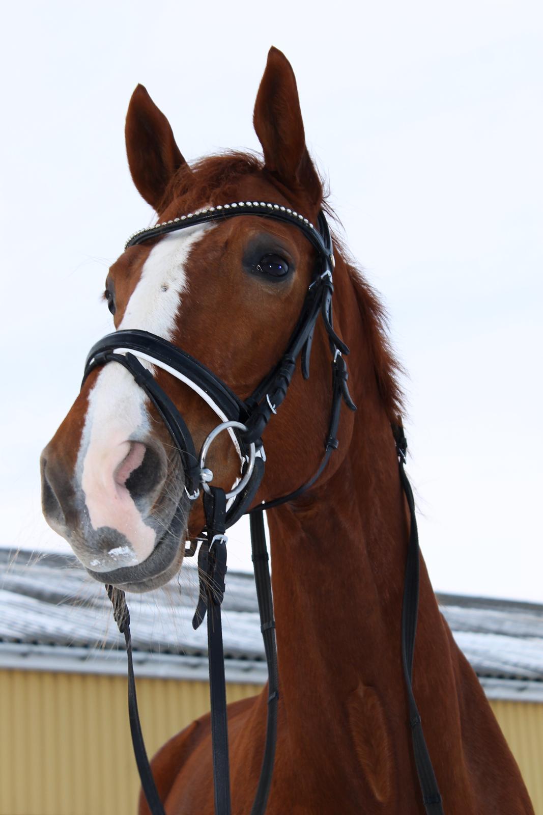 Hannoveraner Lady La Martina billede 25