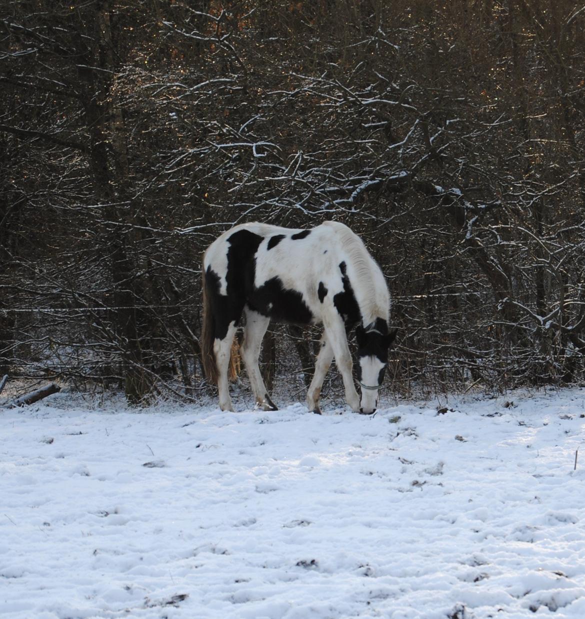 Anden særlig race Diego (Dalle) *Solgt* - D. 1/2-15 Første dag på fold. billede 7