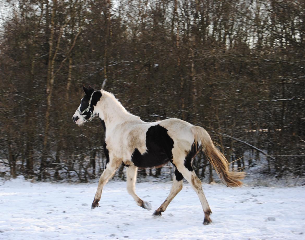 Anden særlig race Diego (Dalle) *Solgt* - D. 1/2-15 Første dag på fold. billede 13