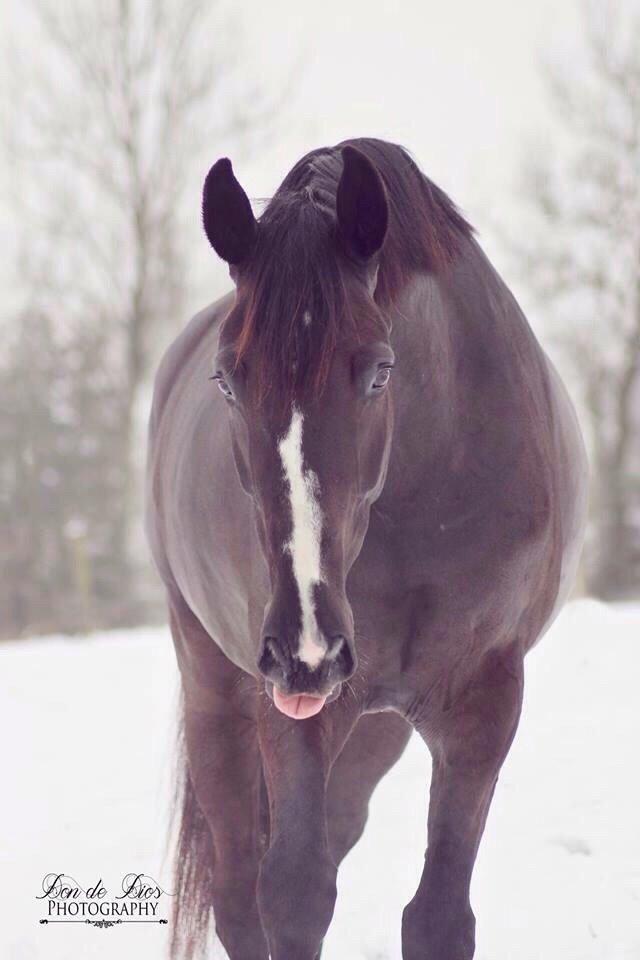 Dansk Varmblod Mitrandir billede 1