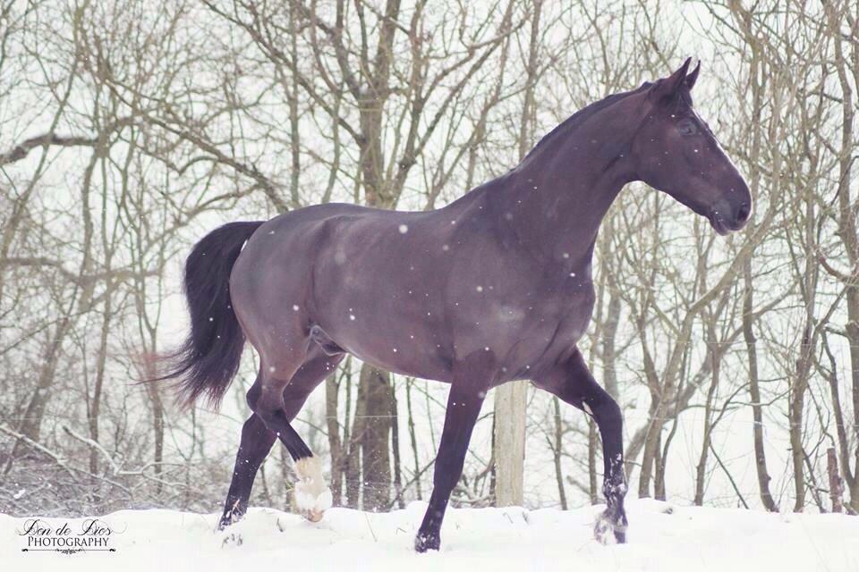 Dansk Varmblod Mitrandir billede 2