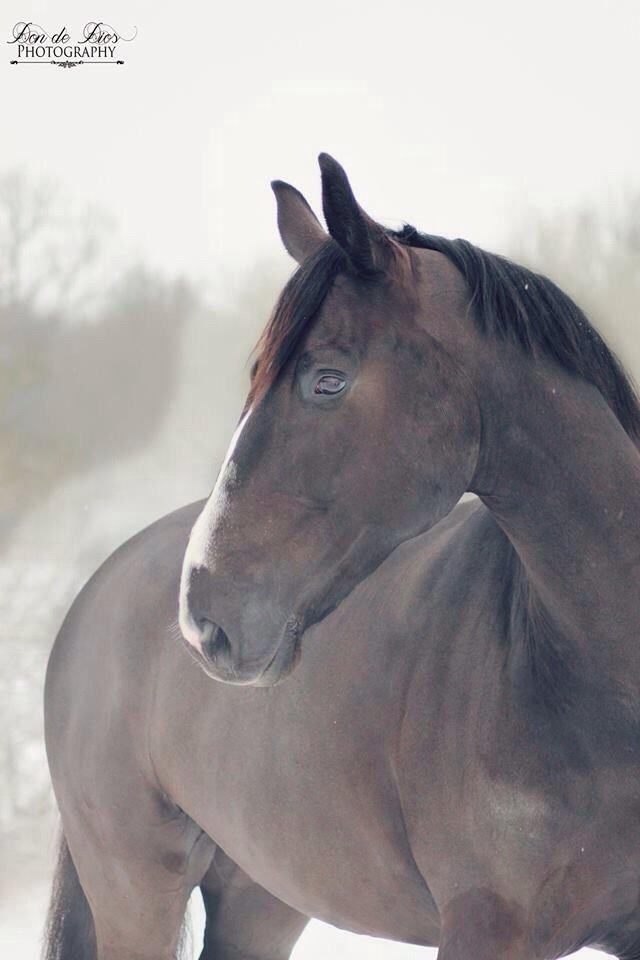 Dansk Varmblod Mitrandir billede 3