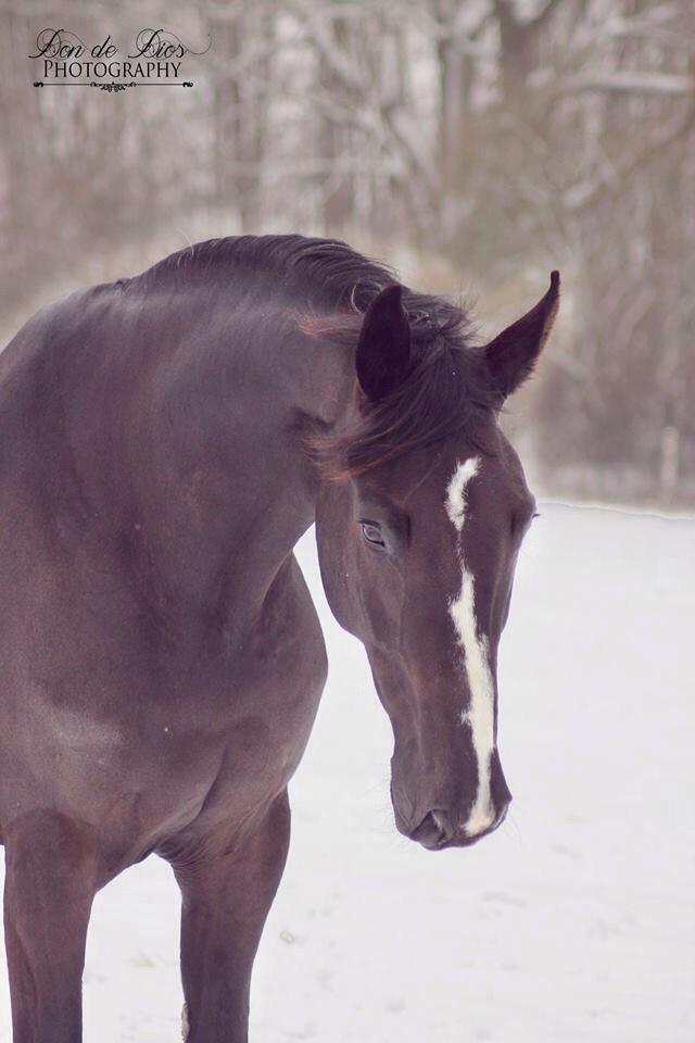 Dansk Varmblod Mitrandir billede 4