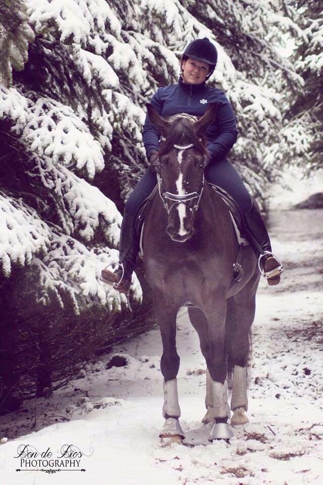 Dansk Varmblod Mitrandir billede 5