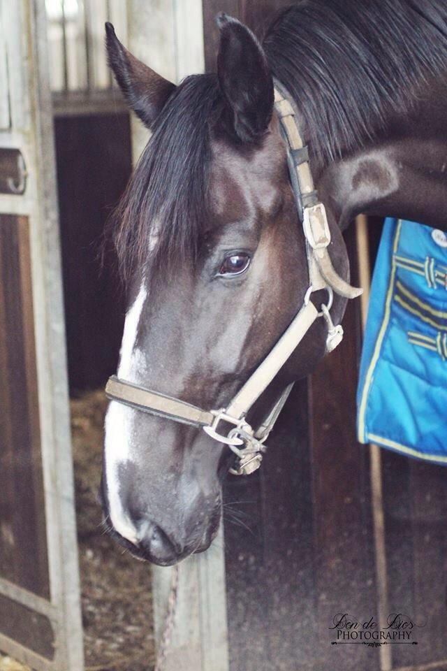 Dansk Varmblod Mitrandir billede 6