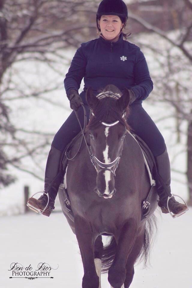 Dansk Varmblod Mitrandir billede 7