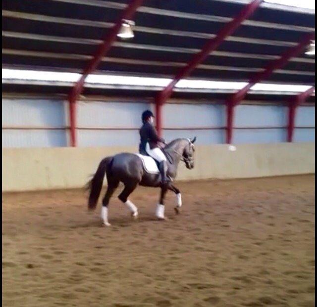 Dansk Varmblod Mitrandir billede 8