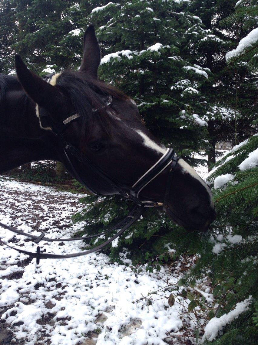 Dansk Varmblod Mitrandir billede 9