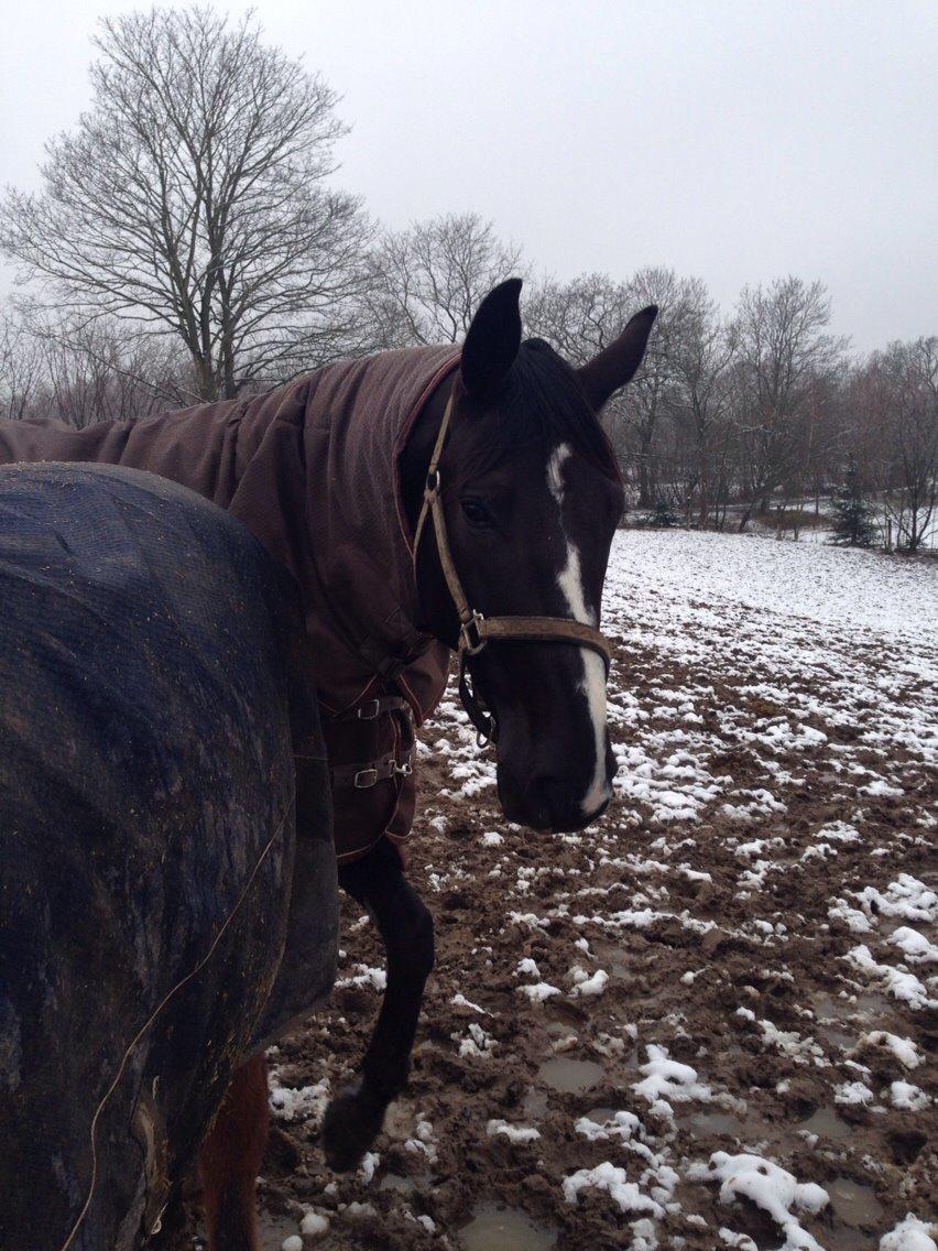 Dansk Varmblod Mitrandir billede 10