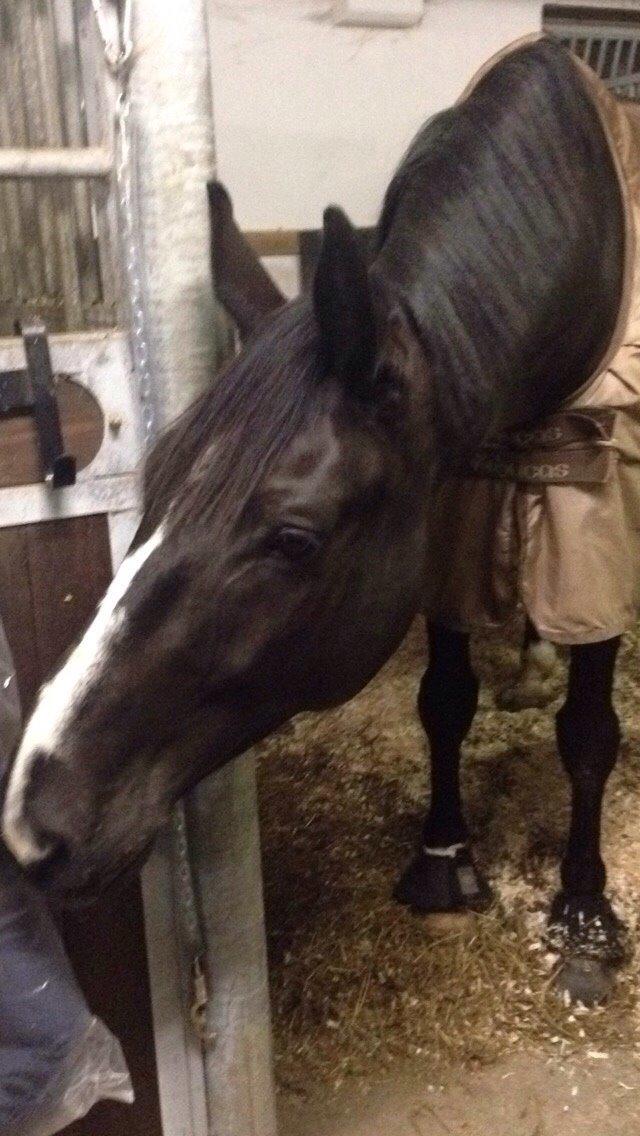 Dansk Varmblod Mitrandir billede 11