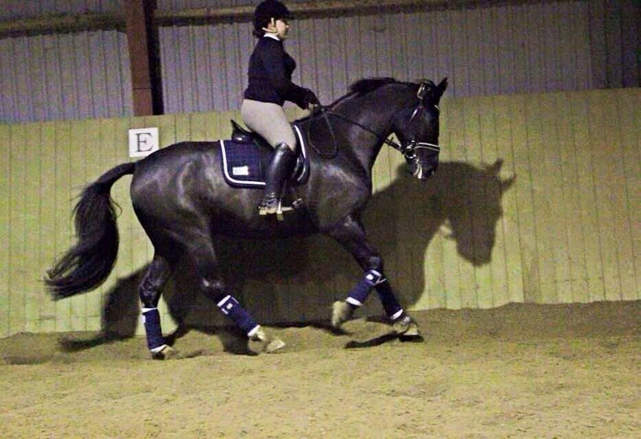 Dansk Varmblod Mitrandir billede 12