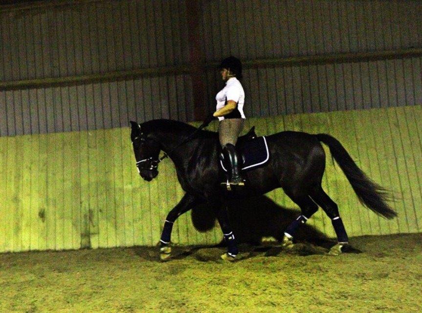 Dansk Varmblod Mitrandir billede 13